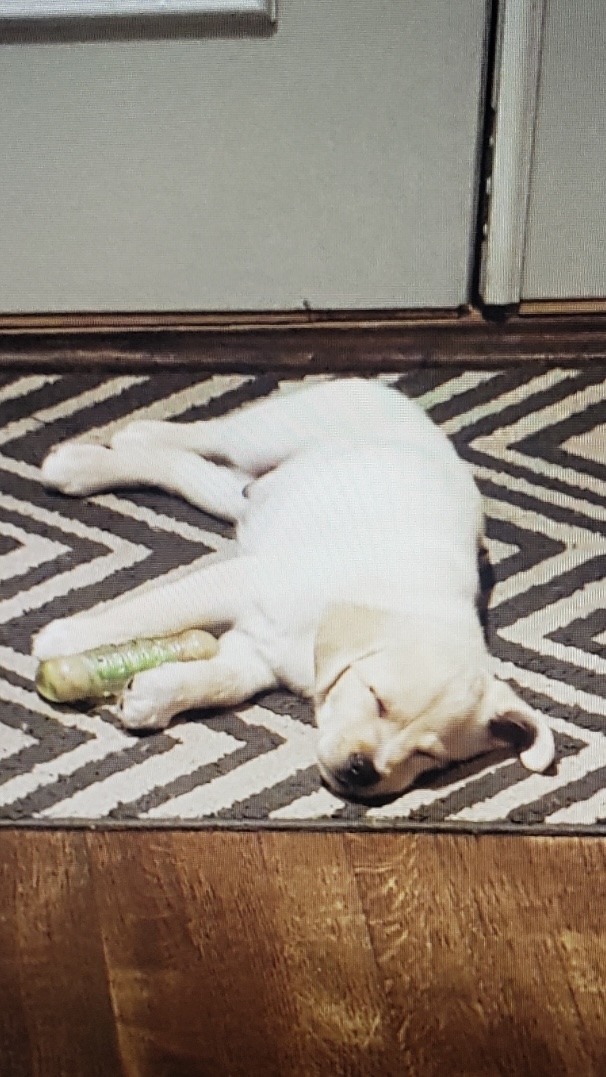 Life Is Still Worth Living